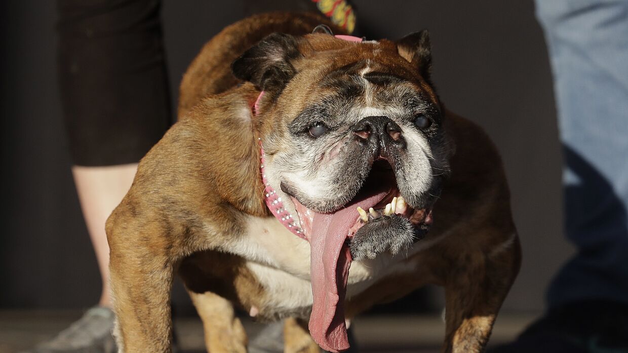 Английский бульдог по кличке Жа Жа был назван самой уродливой собакой на ярмарке Sonoma-Marin в Петалуме, Калифорния
