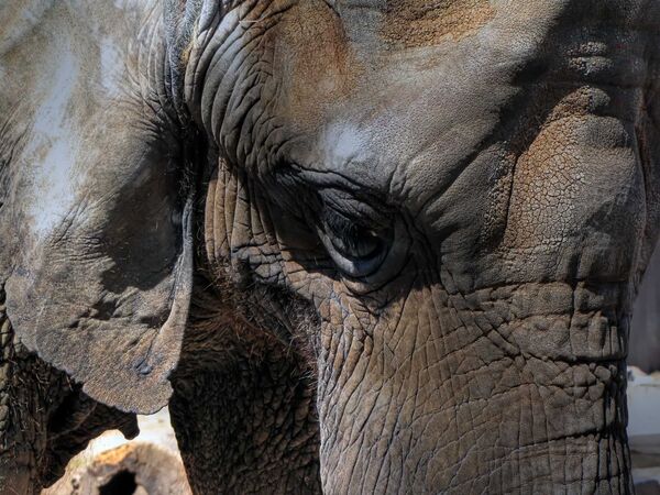 Слон в зоопарке «Седвиг Кантри» в г. Уичито, США