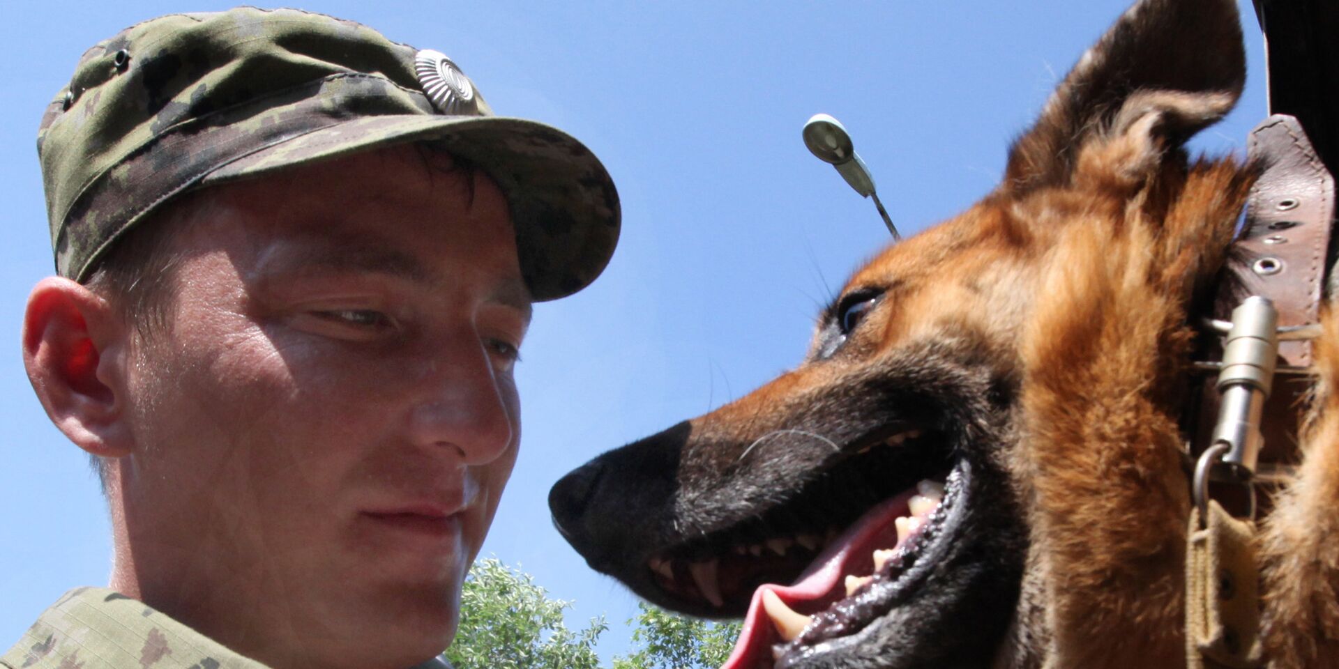 Военное иносми. Пограничник. Пограничник с собакой. Американская Пограничная собака фото.