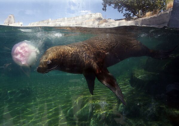 Тюлень играет с кубиком льда в парижском зоопарке во Франции