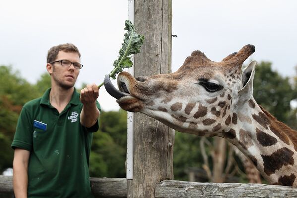 Сотрудник лондонского зоопарка кормит жирафа