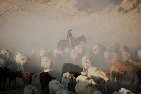 Ковбой ведет стадо крупного рогатого скота в долине Хуарес, Мексика