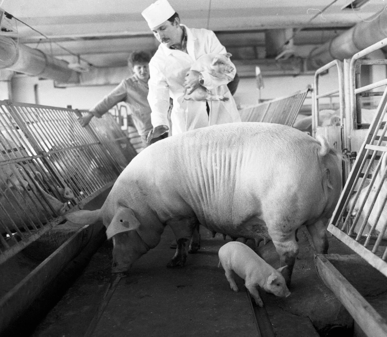 Сотрудник селекционно-гибридного центра осматривает свинью и поросенка