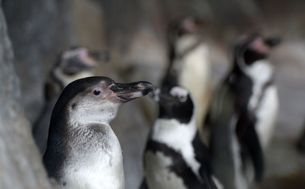 Пингвин гумбольта в Московском зоопарке