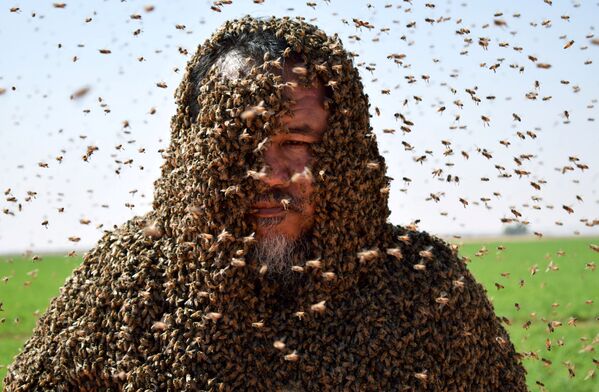 Мужчина покрытый слоем пчел позирует для фотографии в Табуке, Саудовская Аравия