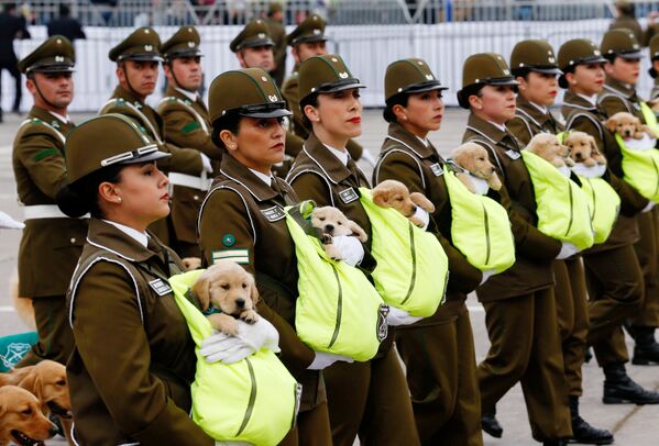 Чилийские полицейские со щенками будущих полицейских собак во время ежегодного военного парада в Сантьяго