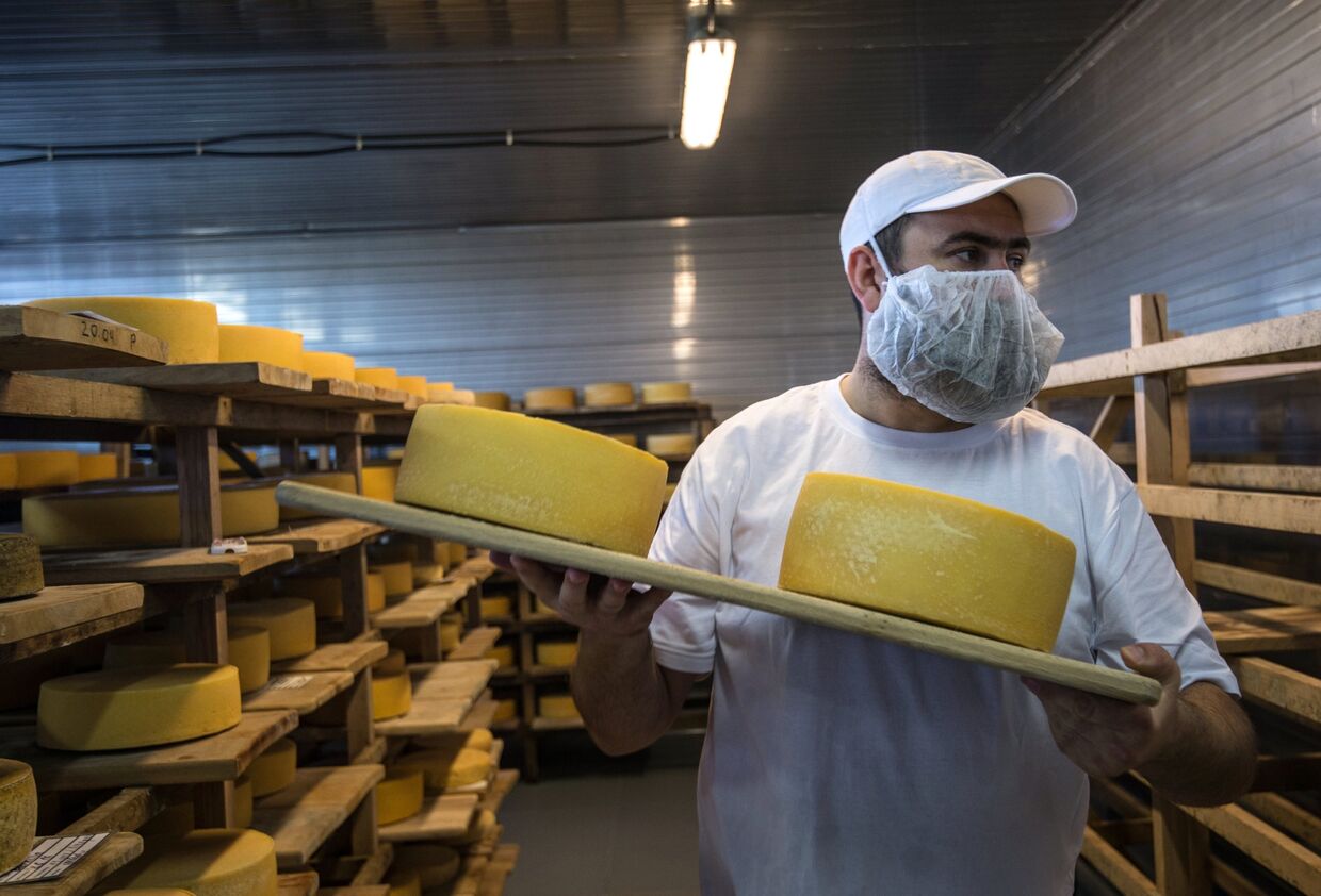 Демонстрация перекладки сыров в хранилище созревания сыра сыроварни Русский пармезан