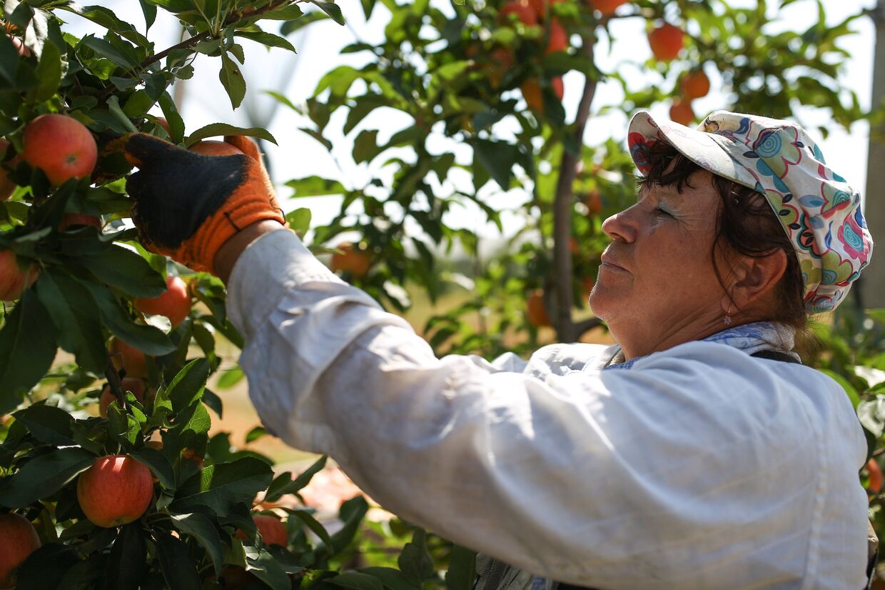 Работница Алма Продакшн во время сбора яблок в Абинском районе Краснодарского края