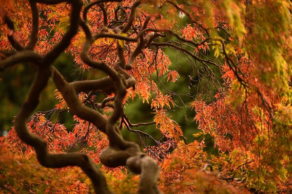 Осенняя листва в Ботаническом саду в Дублине, Ирландия