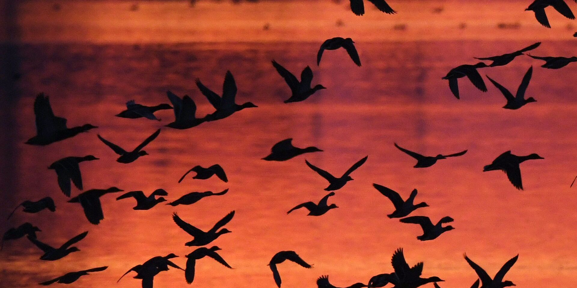 Птицы в небе над Штраусфуртом в Германии - ИноСМИ, 1920, 20.05.2023