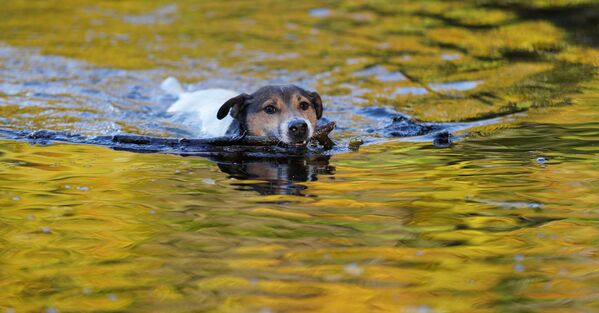 Собака плавает в озере города Питлохри, Шотландия