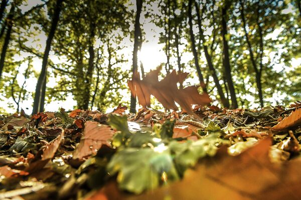 Осенний листопад в лесу на севере Франции
