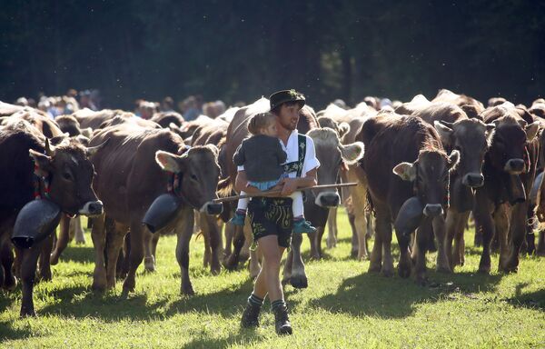 Отгон скота с летних пастбищ в Бад-Хинделанге