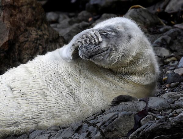 Детеныш атлантического тюленя среди скал в национальном парке Пембрукшир