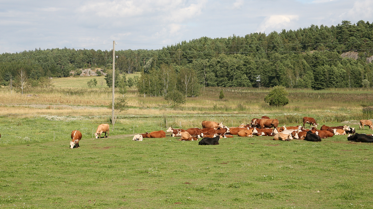 Коровы на одном из островов в финских шхерах