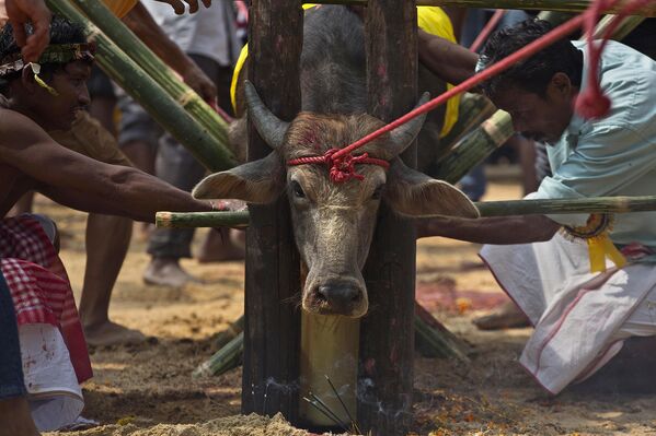 Буйвол, подготовленный к жертвоприношению в храме индуистской богини Дурги в деревне Рани