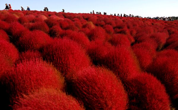 Посетители парка в японском городе Хитатинака наслаждаются осенними красками