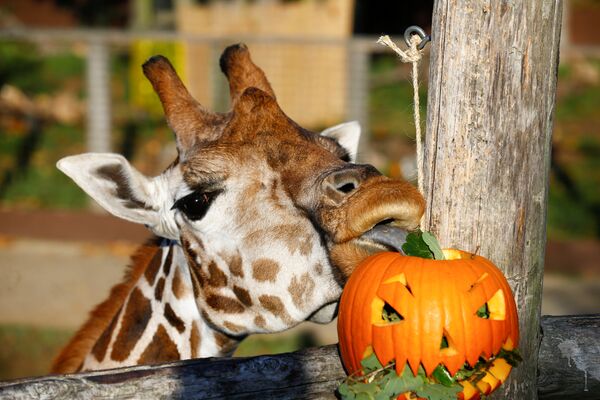 Жираф ест из фонаря-Джека в лондонском зоопарке