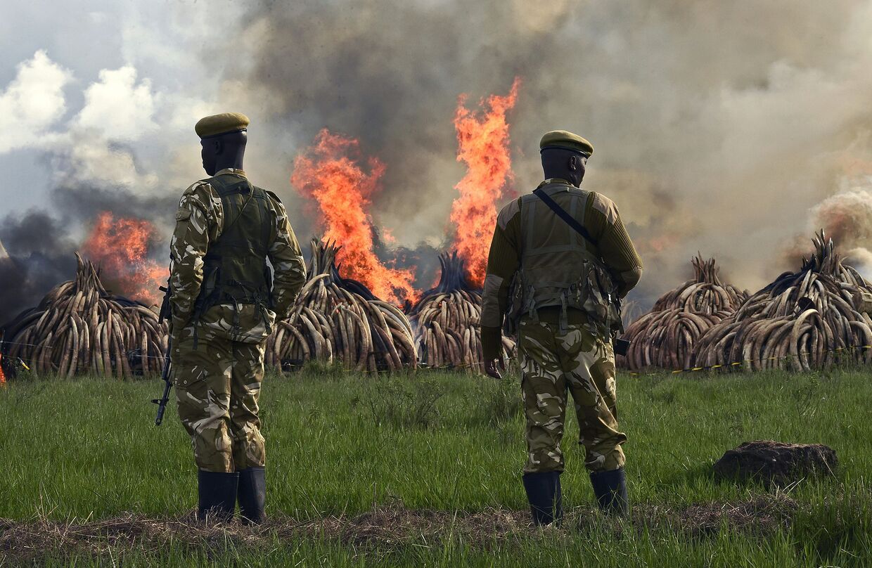 Сотрудники службы охраны дикой природы Кении сжигают контробандные запасы слоновьих бивней в национальном парке Найроби