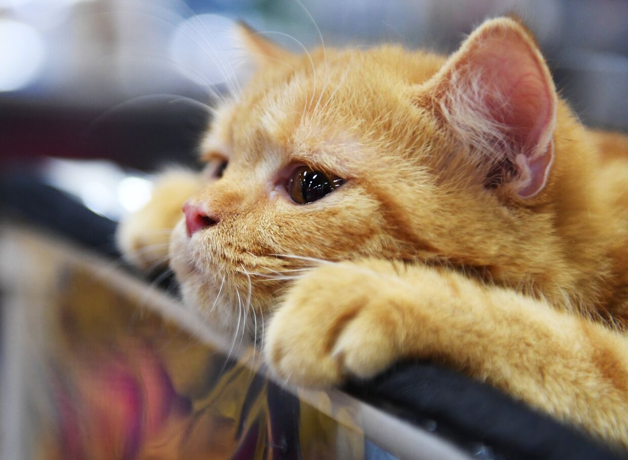 Кошка породы британская на международной выставке Жемчужное шоу кошек