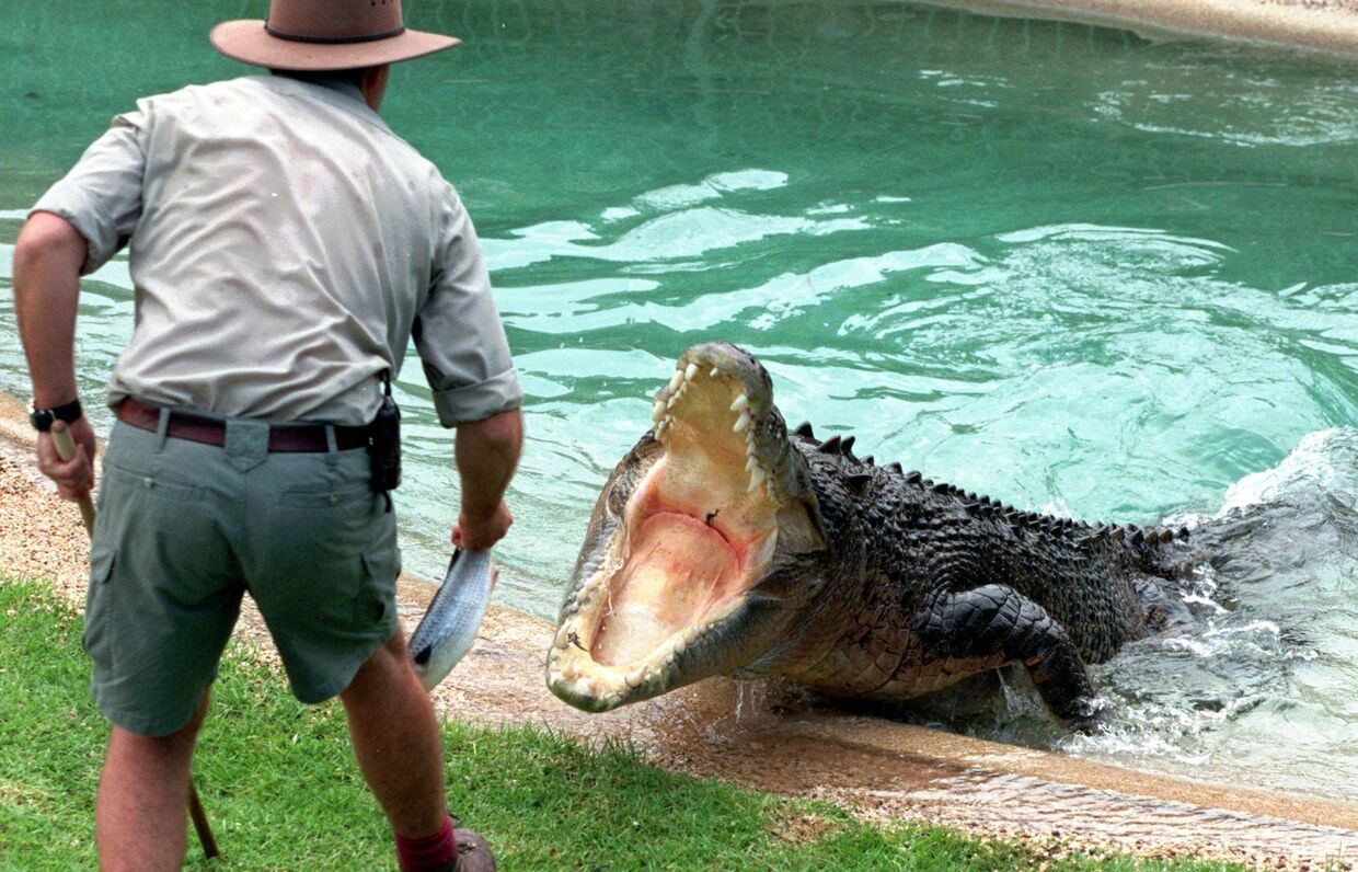 Кормление крокодила в австралийском парке рептилий в Госфорде