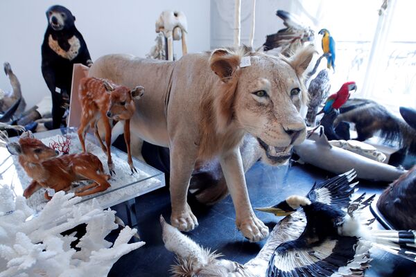Чучела льва и других животных в аукционном доме в Париже