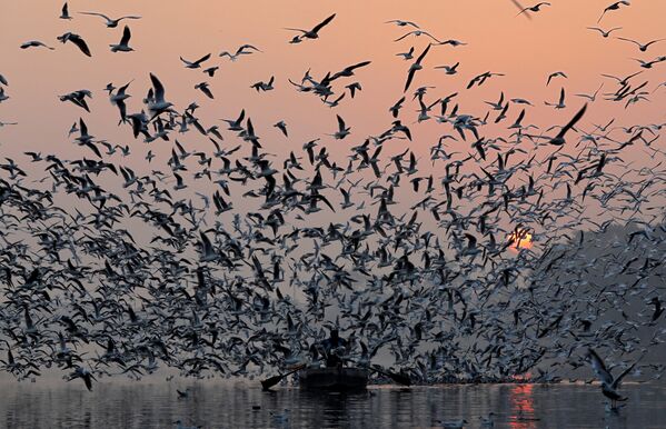 Чайки над рекой Ямуна в Нью-Дели, Индия