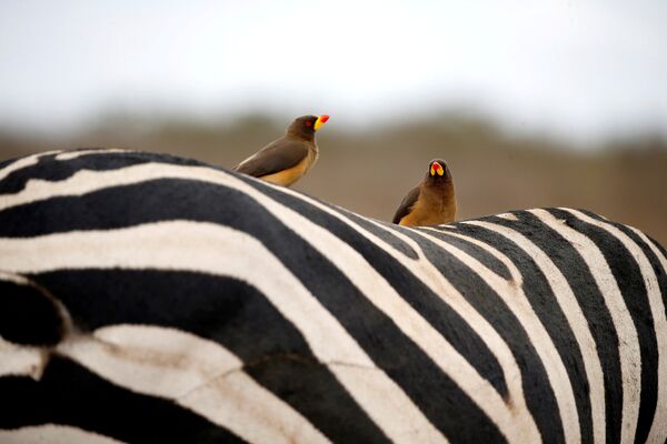 Птицы на спине зебры в национальном парке Найроби