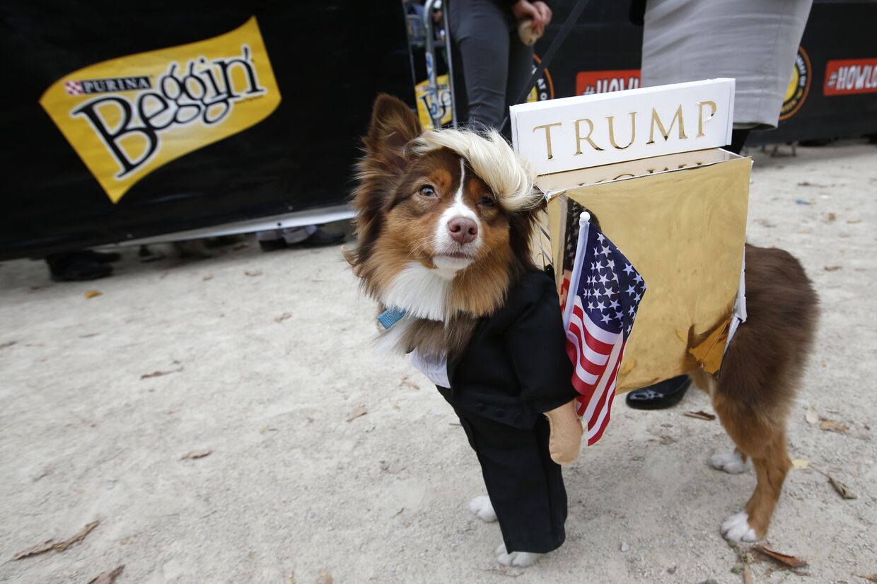 Метис австралийской овчарки Руби в образе Дональда Трампа на Параде собак в Нью-Йорке