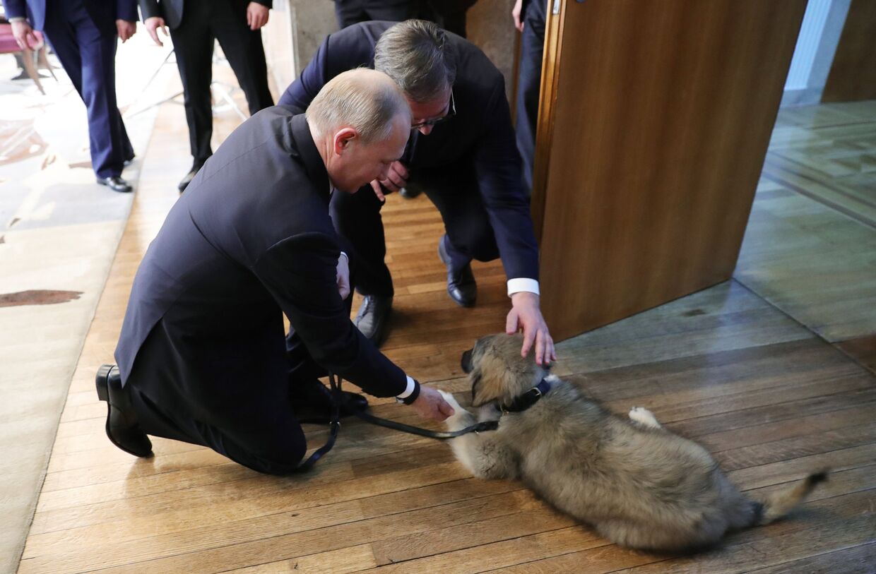 Президент РФ Владимир Путин и президент Республики Сербии Александр Вучич гладят щенка шарпланинской овчарки