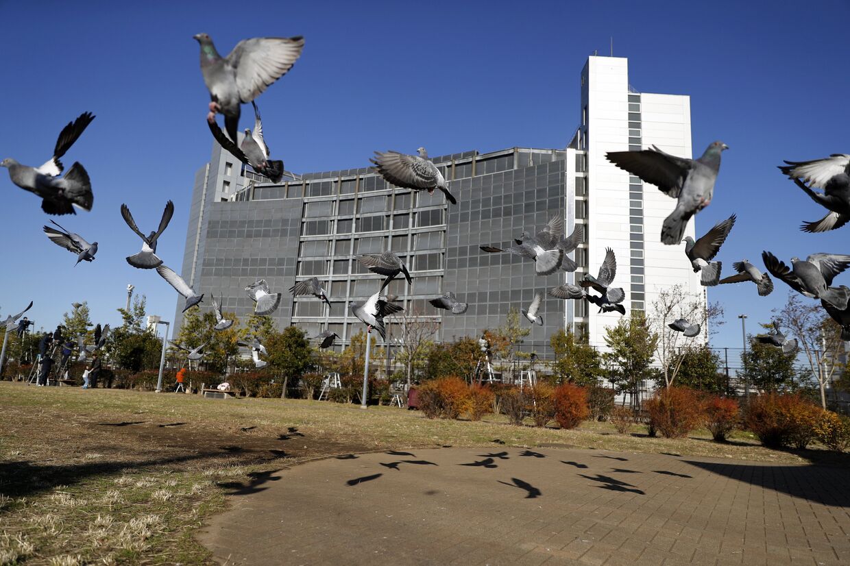Голуби у здания, где под стражей содержится бывший глава Nissan Карлос Гон в Токио