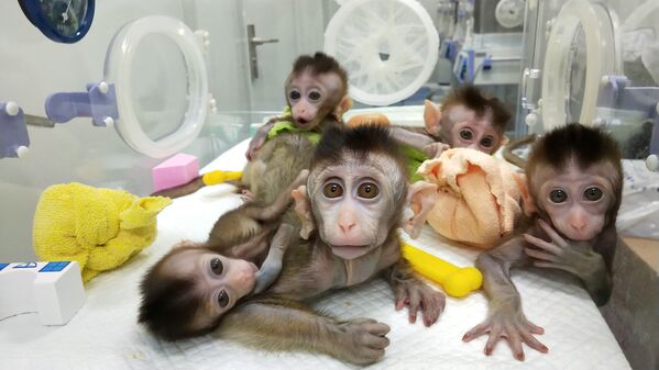 Клонированные обезьяны из Китайской академии наук в Шанхае