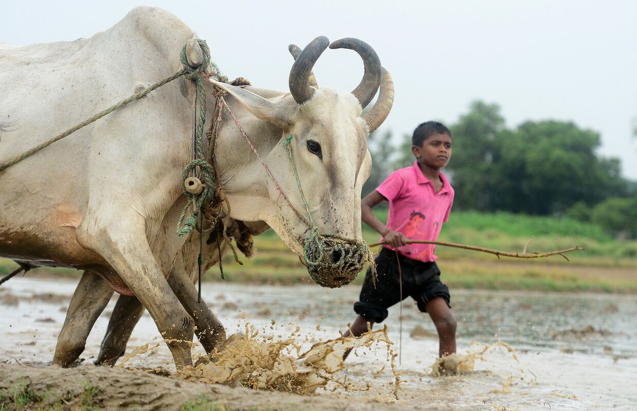 Индийский мальчик с коровой