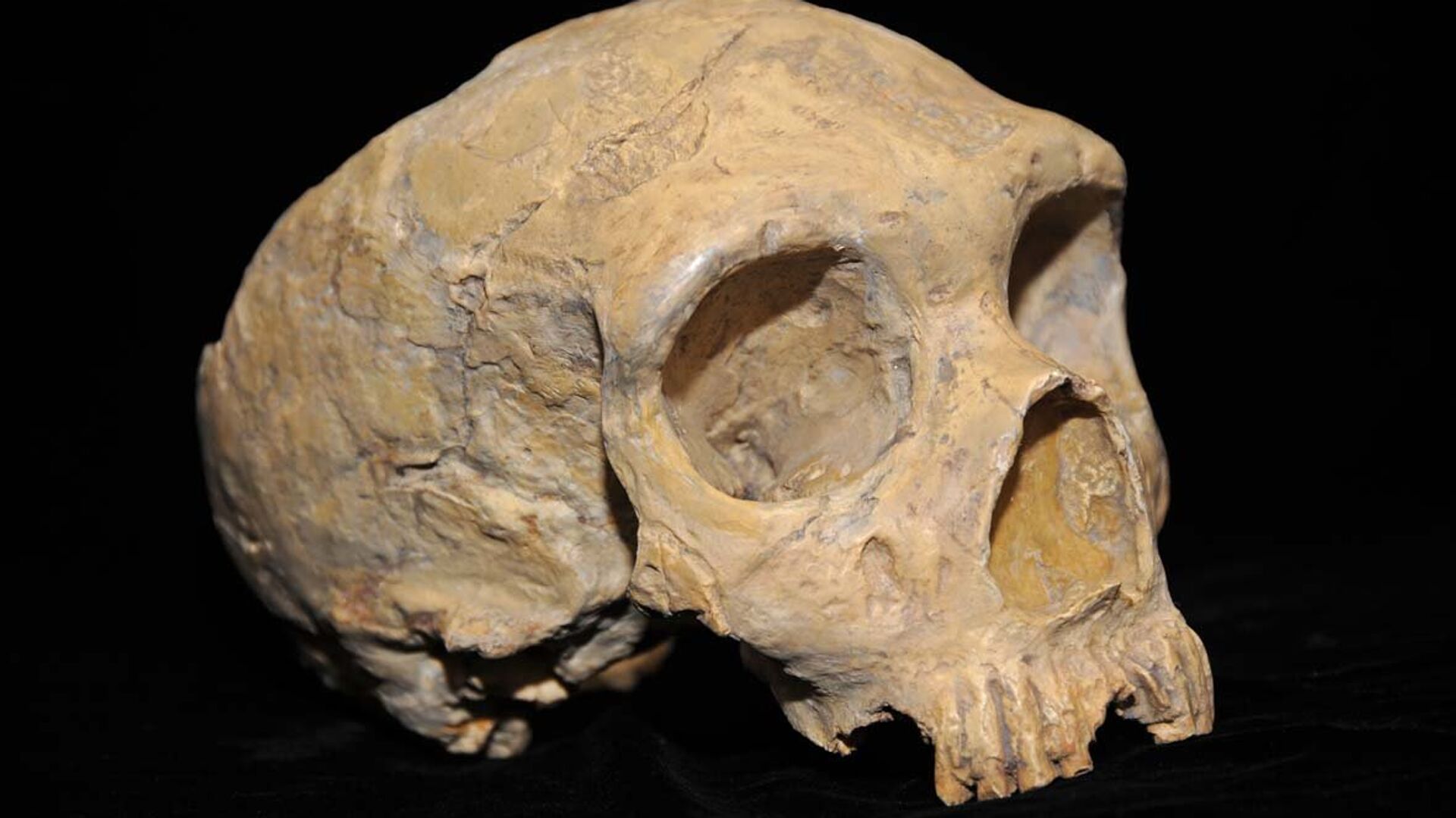 Череп неандертальца из карьера Форбса - ИноСМИ, 1920, 21.10.2023