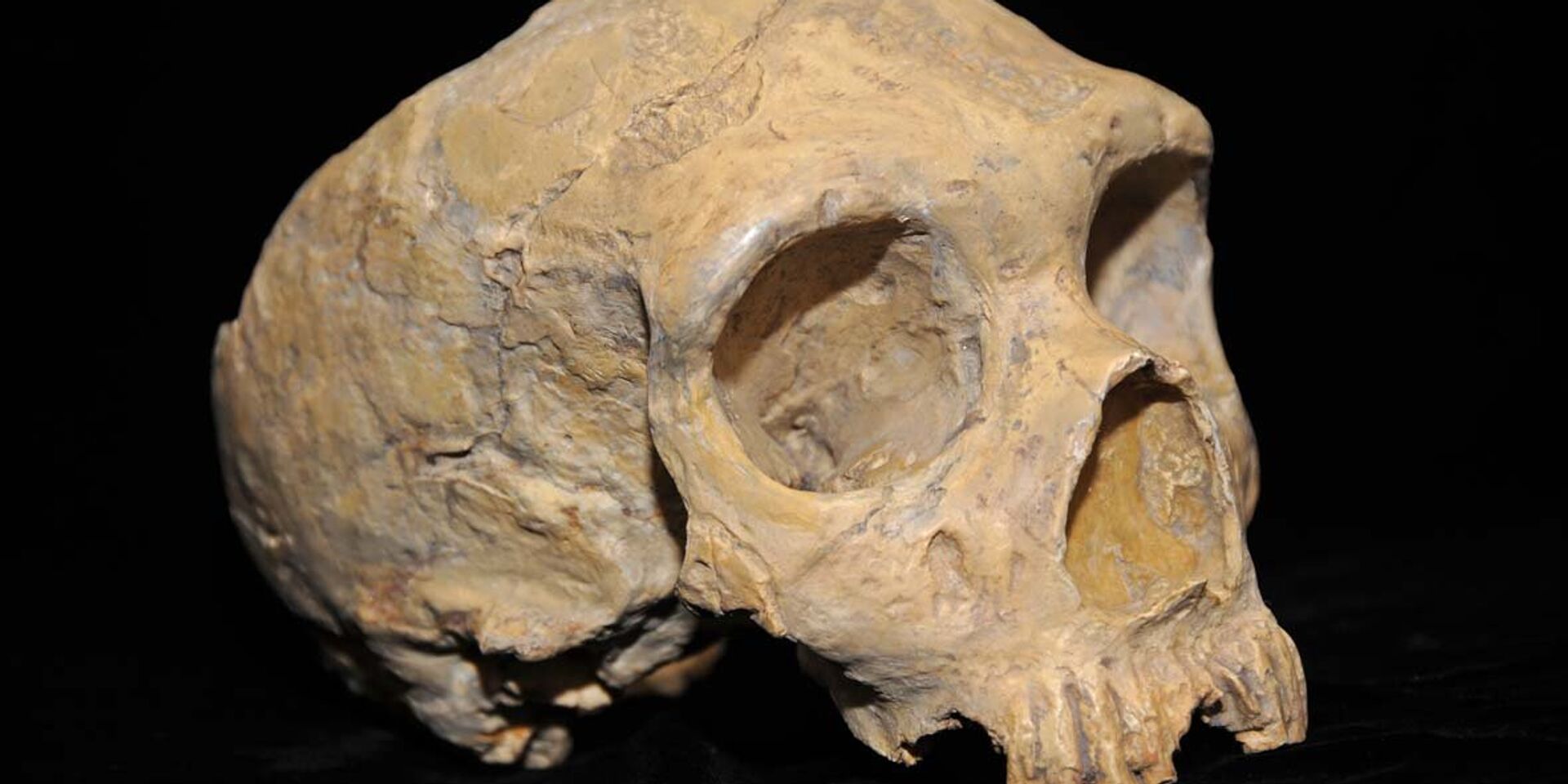Череп неандертальца из карьера Форбса - ИноСМИ, 1920, 21.10.2023