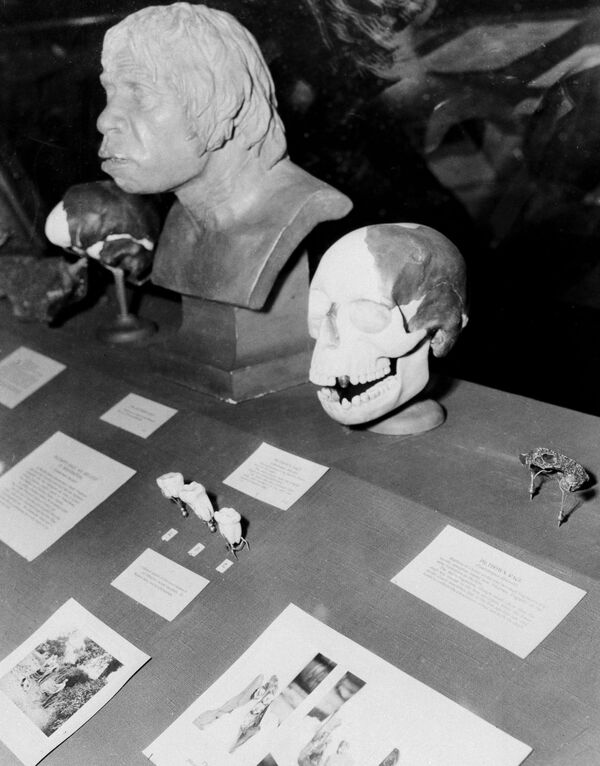 Реплика черепа Пилтдаунского человека — британской подделки Реплика черепа Пилтдаунского человека — британской подделки