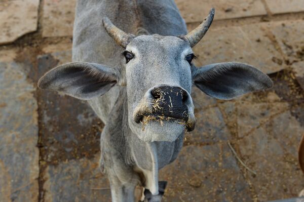 Корова в индийском городе Таранагар