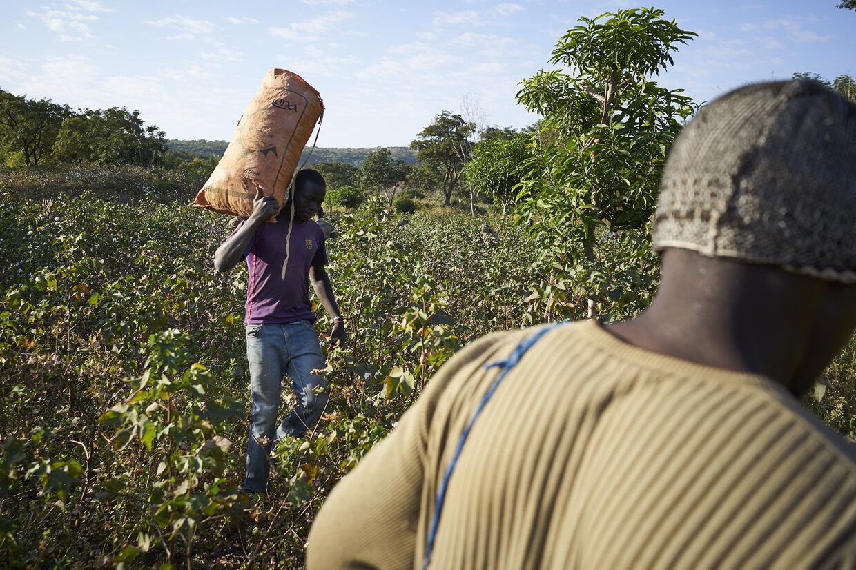 Фермеры собирают хлопок на юге Мали