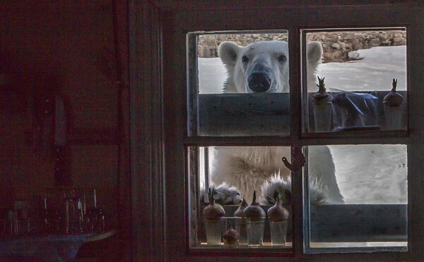 Белый медведь на территории полярной станции на берегу бухты Тихая на острове Гукера архипелага Земля Франца-Иосифа Белый медведь на территории полярной станции на берегу бухты Тихая на острове Гукера архипелага Земля Франца-Иосифа