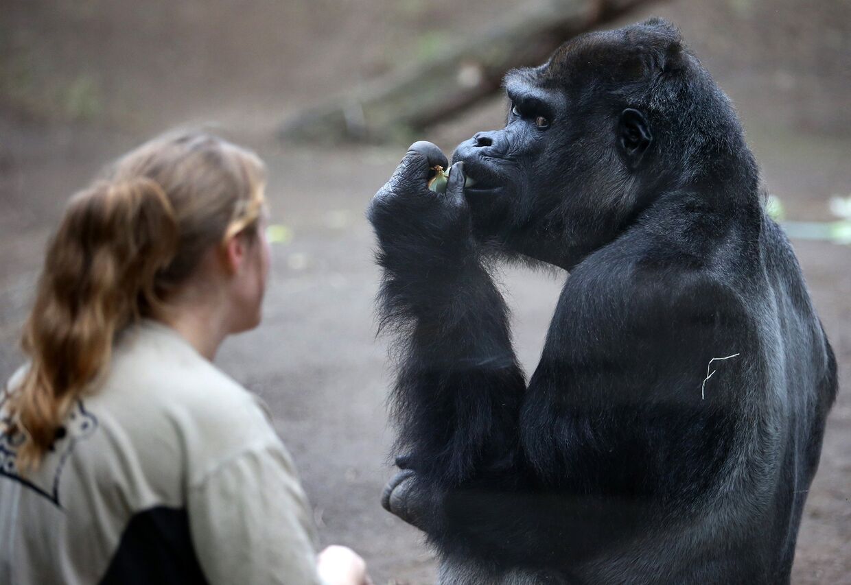 Самец гориллы в зоопарке Ростока, Германия