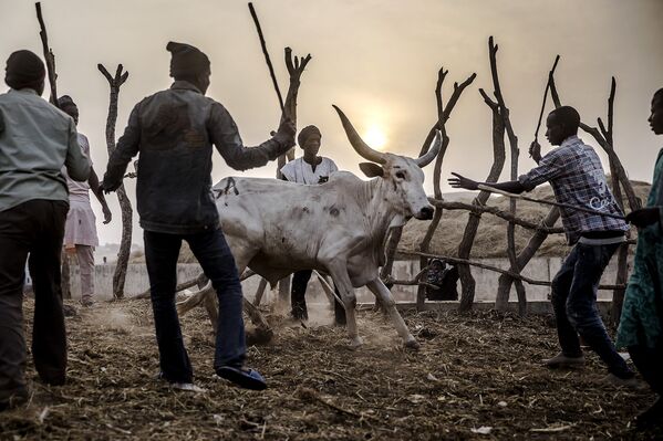 Скотоводы на животноводческом рынке в Нгуроре