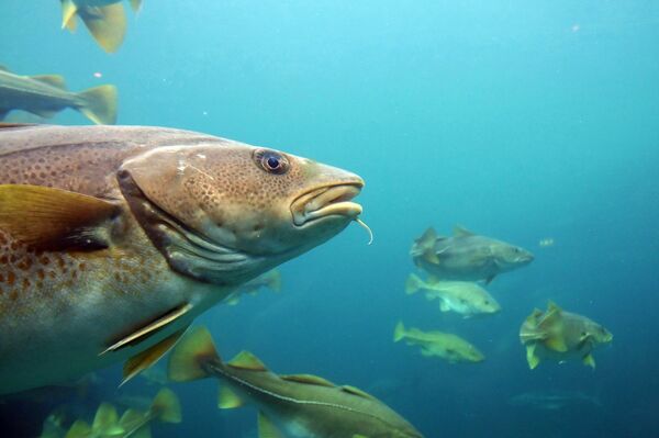 Треска Треска