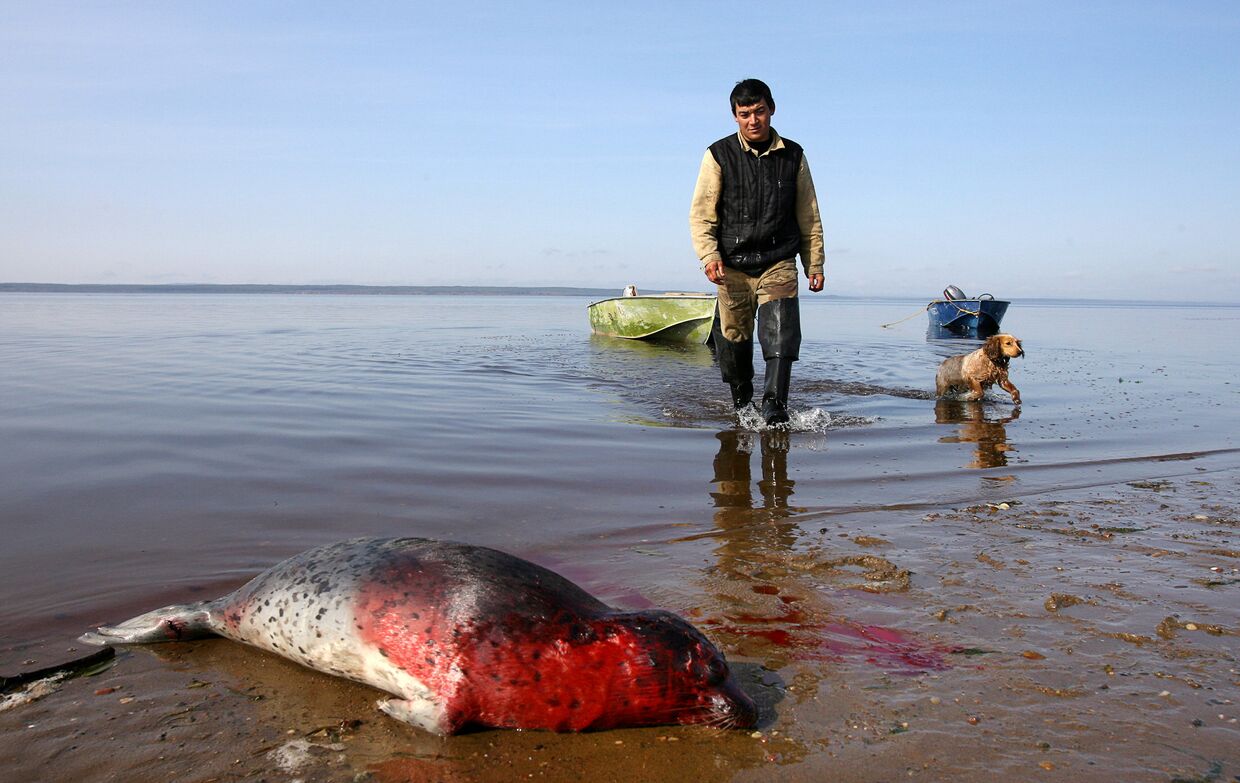 Мужчина-нивх застрелил тюленя, Сахалин