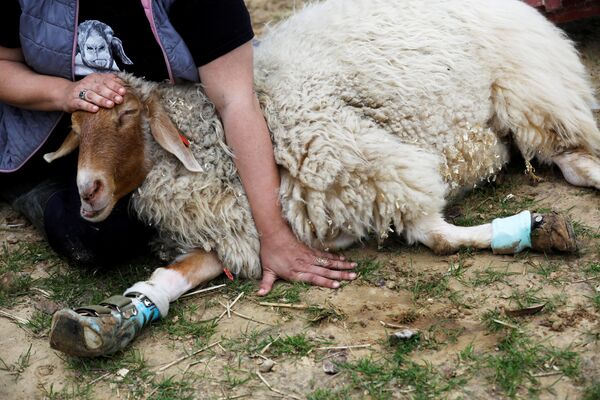 Овца на ферме для животных с ограниченными возможностями в мошав-Олеше