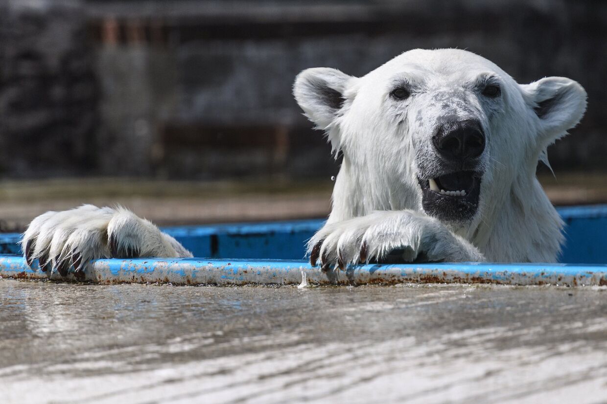 Белый медведь в центре воспроизводства редких видов животных Московского зоопарка
