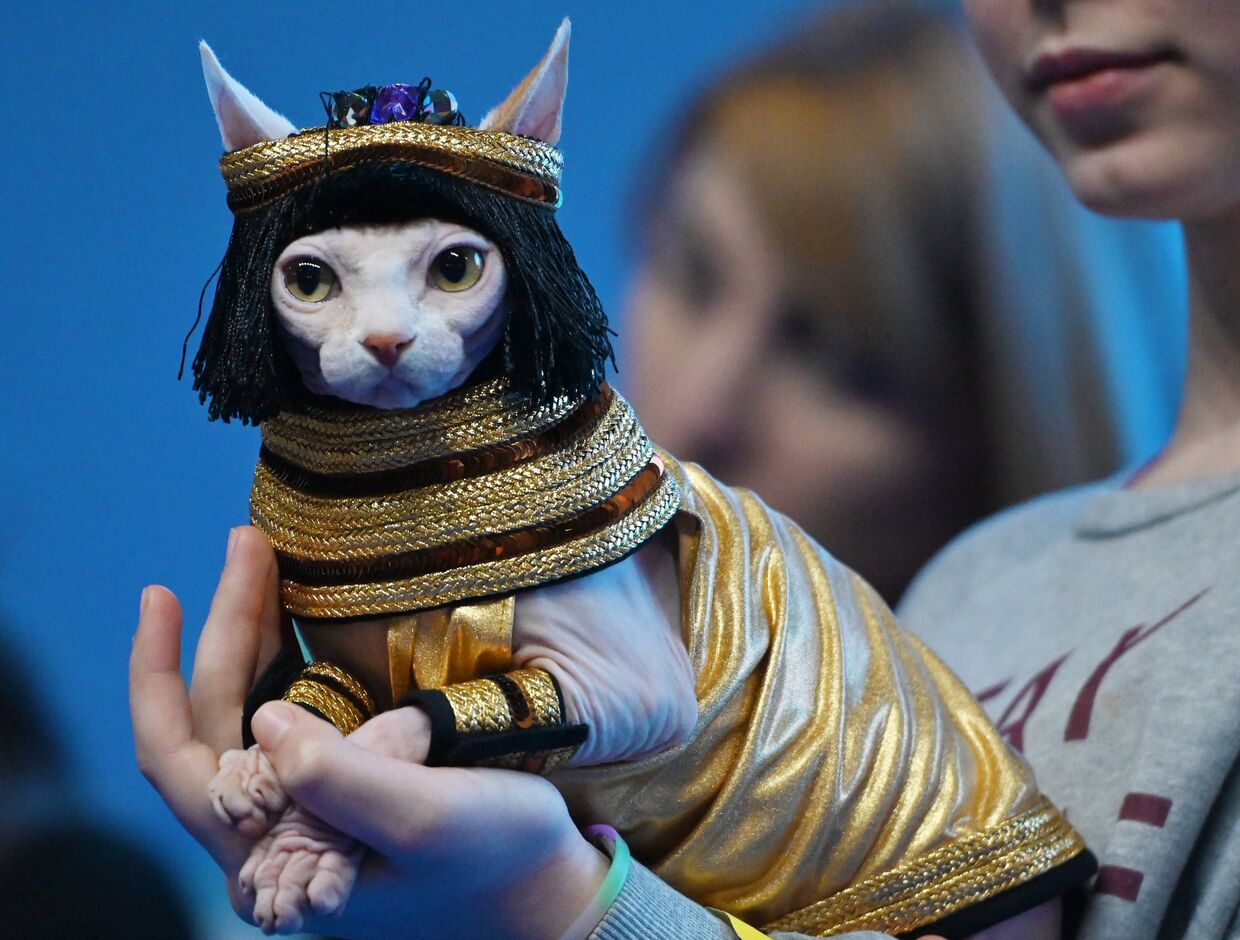 Конкурс Кошка в одежке на выставке Кэтсбург