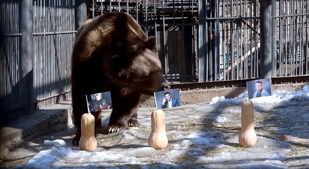 Русские медведи выбрали президента Украины
