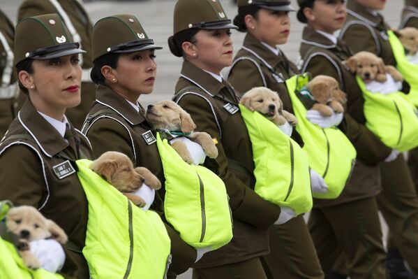Чилийские женщины-полицейские маршируют с будущими полицейскими собаками