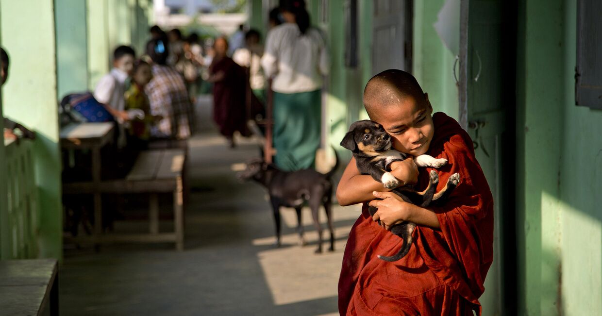 Буддийский монах-послушник со щенком в пригороде Янгона, Мьянма