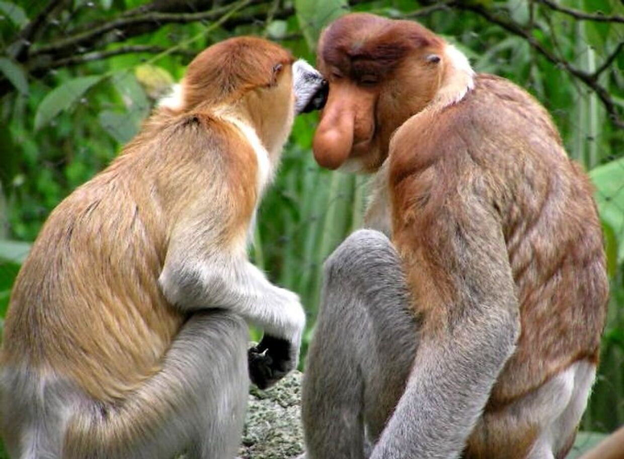 Секс обезьяны с девушкой видео смотреть